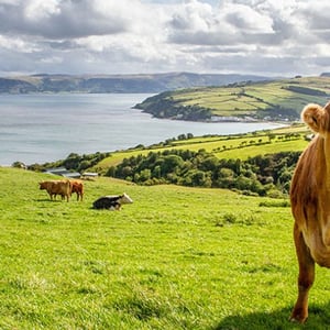 Espectacular paisaje rural en Irlanda con colinas verdes y acantilados frente al mar, con vacas pastando durante el programa Farmstay de InterWay.