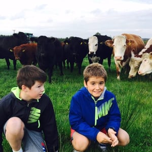 Dos alumnos del curso de inglés de InterWay en Irlanda sentados en el césped observando de cerca a un grupo de vacas en un prado.