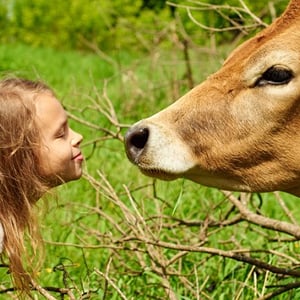 Una alumna del programa Farmstay de InterWay sonríe de cerca a una vaca en un entorno natural y boscoso en Irlanda.
