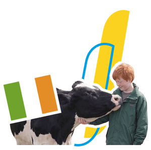 Estudiante pelirrojo acariciando a una vaca para el programa de InterWay en Irlanda, integrado con la bandera irlandesa y formas gráficas amarillas.