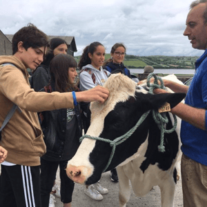 Estudiantes del viaje de idiomas de InterWay visitando una granja tradicional irlandesa mientras interactúan y acarician a una vaca guiados por un monitor.