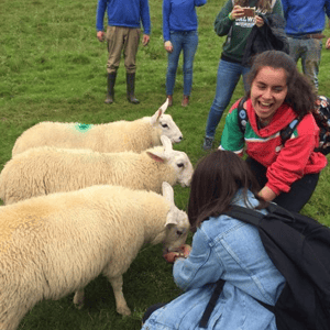 Estudiantes del campamento multiactividad de InterWay en un prado verde rodeados de ovejas irlandesas tradicionales, disfrutando de una experiencia de naturaleza y animales.